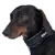 Zwarte hond met een zwarte halsband, zichtbaar is het logo 'KDY' op de halsband.