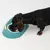 Dog drinking from a green bowl with yellow accents. Product shows the use of a drinking bowl for pets.