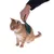 Hand bürstet orangefarbene Katze mit grüner Bürste, zeigt Anwendung des Produkts zur Fellpflege.