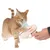 Rote Katze spielt mit einer rosa Spielzeugpistole, die bunte Federn auswirft. Hand hält das Spielzeug für interaktives Spielen.