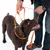 Brauner Hund mit orangefarbener Leine und Halsband, gehalten von einer Person. Demonstration der Nutzung des Produkts.