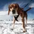 Cane con pettorina Neewa e guinzaglio rosso sulla neve. La pettorina mostra il marchio 'Neewa'.