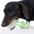 Hund leger med grønt legetøj af reb og plast.