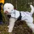 Chien blanc portant un manteau imperméable argenté avec sangle noire, debout en extérieur sur sol forestier. Sangle visible sur le dos, fermeture à clip.