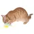Gatto rosso gioca con un gioco colorato in pelliccia sintetica gialla e verde con lunghi fili.