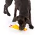 Chien noir reniflant un jouet en forme de poulet jaune avec pattes et bec rouges, posé sur le sol blanc. Jouet en plastique visible.