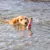 Hund schwimmt im Wasser und spielt mit einem rot-weiss gestreiften Spielzeug in Form eines Leuchtturms.