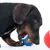 Cane che gioca con una piccola palla con il logo Superman. La palla è rossa, blu e bianca.
