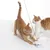 Two cats playing with a white toy on a string. Suitable for entertaining pets.