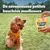Texte : De savoureuses petites bouchées moelleuses. Paquet Pedigree Tasty Minis Beef and Cheese Flavour tenu devant un chien assis sur l’herbe.