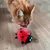 Rote Stoff-Marienkäfer-Spielzeug mit schwarzen Punkten auf Holzboden, von einer Katze beschnuppert.