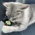 Grey cat playing with a small toy shaped like a green tree on a dark surface.