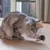 Beeztees Catnip Cat Fishing Rod Octopus Tako