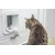 Katzentür mit elektronischem Sensor, Katze davor und ein graues Stoffspielzeug in der Nähe des Eingangs. Katzentür mit elektronischem Sensor, Katze davor und ein graues Stoffspielzeug in der Nähe des Eingangs.