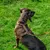 Großer Hund trägt braunes Geschirr mit Leine, Geschirr mit Metallschnallen und Verstellmöglichkeiten, Hund sitzt auf grünem Rasen.