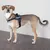 Dog with Julius-K9 harness, black design with side lettering. Adjustable straps and ergonomic fit visible.