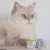 GimCat ShinyCat kattenvoer 6 x 70 g