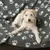 Cane sdraiato su coperta grigia con impronte di zampe bianche. Il prodotto mostra design e comfort della coperta.