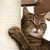 Close-up of a cat sharpening its claws on a sisal scratching post.