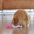 Rote Katze spielt mit rosa Plüschspielzeug in Form eines Flamingos auf Holzboden.