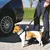 Dog with safety harness and lead next to a car, suitable for walks or car journeys.