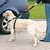 Dog with black safety harness, attached to a lead, standing next to a car. Demonstration of safe use of a dog harness for car journeys.