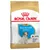 Royal Canin Puppy Jack Russell Terrier, upp till 10 månader. Stödjer immunsystem, hälsosam tillväxt och matsmältning. Skräddarsydda foderbitar.