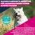 Eukanuba Premium Nutrition Adult Small Breed piščanec