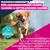Eukanuba Premium Nutrition Adult Small & Medium Breed Lachs
