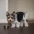 Kleiner Hund steht vor einem Futternapf und leckt sich die Lippen, zeigt Nutzung des Napfes.