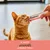 Kissa nuolee Applaws Natural Cat Food -tuubista. Teksti: Herkullinen, sileä nuoltava herkku. Kissa nuolee Applaws Natural Cat Food -tuubista. Teksti: Herkullinen, sileä nuoltava herkku.