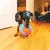 Hund leger med et orange-blåt boldlegetøj på trægulv.