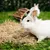 White rabbit on a meadow with hay, with a wooden tunnel in the background. Shows the use of hay and accessories in an outdoor enclosure. White rabbit on a meadow with hay, with a wooden tunnel in the background. Shows the use of hay and accessories in an outdoor enclosure.