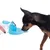 Hund trinkt aus einer tragbaren Wasserflasche mit integriertem blauen Trinknapf, der von einer Hand gehalten wird.