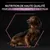 NUTRITION DE HAUTE QUALITÉ POUR LES CHIENS VIEILLISSANTS (7 ANS ET PLUS) inscrit au-dessus d’un chien marron à poils longs portant un collier, fond noir.