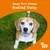 Keep Your Bestie Feeling Zesty. Zesty Paws branding with a pet outdoors on grass.