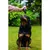 Person applying Animology Flea shampoo to a wet dog outdoors, demonstrating product use for washing pets.