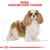 Testo: Razza: Cavalier King Charles. Illustrazione di un cane Cavalier King Charles con pelo lungo bianco e marrone, dettagli anatomici stilizzati sullo sfondo.