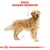 Illustration af en Golden Retriever med teksten: RACE: GOLDEN RETRIEVER. Skitserede linjer markerer hundens proportioner.