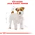Illustration av Jack Russell Terrier med texten 'FÖR RASEN: JACK RUSSELL TERRIER' i rött ovanför hunden.