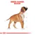 Breed range: Boxer. Illustration of a Boxer with measurement lines indicating size and proportions.