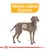Ilustración de perro con círculo en el costado y texto: Irritación cutánea & picores. Indica zona afectada por problemas de piel.