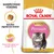 Royal Canin Kitten Persian kattenvoer, rasspecifieke voeding. Tekst: Specifiek afgestemde brokken, Gezonde groei en lange vacht.