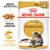 Pachet Royal Canin Adult Maine Coon 85g x12, imagine cu pisică Maine Coon, text: Textură adaptată, Sănătatea oaselor și articulațiilor, Breed Nutrition.