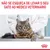 NÃO SE ESQUEÇA DE LEVAR O SEU GATO AO MÉDICO VETERINÁRIO