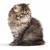 Chaton à poil long, pelage brun et crème, assis de profil sur fond blanc. Aucun accessoire ou texte visible.