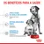 Texto: Os benefícios para a saúde. Apoio à saúde da cadela e do cachorro, sistema imunitário forte, suporte ao microbioma. Royal Canin. Imagem de dois cães junto a uma taça vermelha.