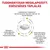 Tudományosan megalapozott, egészséges táplálás; szabályozott magnézium- és kalciumszint, alacsony nátrium- és foszfortartalom, antioxidánsok, EPA, DHA, optimális vizelet pH.