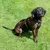 Hundegeschirr in Schwarz mit verstellbaren Gurten, getragen von einem Hund auf einer grünen Wiese.