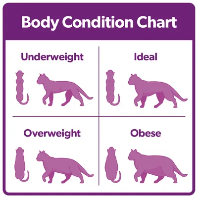 Body Condition Chart showing four categories: Underweight, Ideal, Overweight, and Obese, each with side and top view illustrations to compare body shapes.